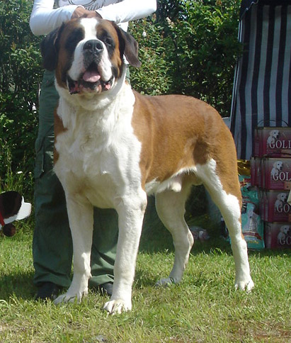 Saint Bernard Dog - Dog kennel Navilotosh on